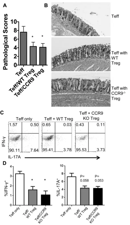 Fig 2. CCR9 deficiency in Tregs does not affect their ability to inhbit colitis.
