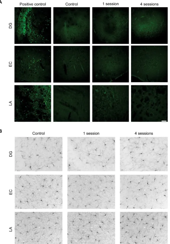 Fig 4. Repeated 6-Hz stimulations do not induce neuronal cell death or microglia activation