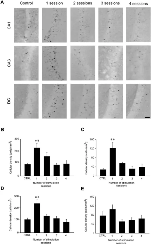 Fig 5. FosB/ΔFosB immunoreactivity transiently increases in CA1, CA3 and dentate gyrus (DG), but not in subiculum (Sub), after the first 6-Hz stimulation but not after repeated stimulus sessions