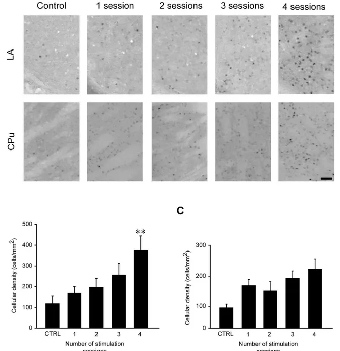 Fig 7. FosB/ΔFosB immunoreactivity levels in lateral amygdala (LA) and caudatus-putamen (CPu) during repeated 6-Hz corneal stimulations