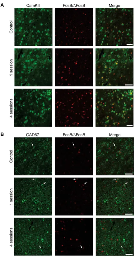 Fig 10. The majority of FosB/ΔFosB-positive cells in LA are principal cells. (A) Photomicrographs illustrating double immunofluorescence experiments in LA against CamKII (green) and FosB/ΔFosB (red) in a representative mouse