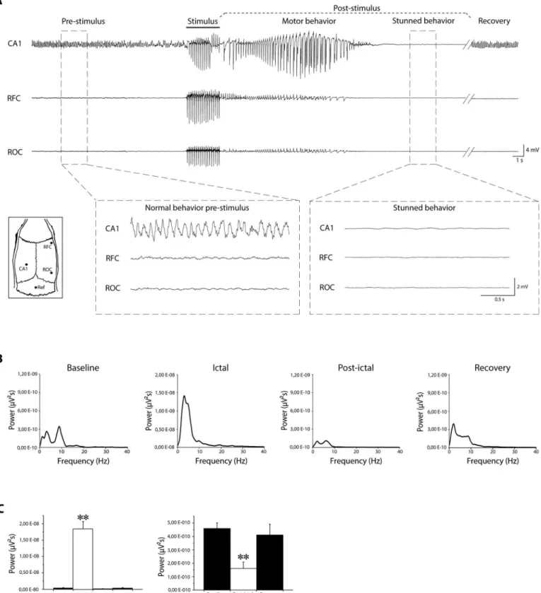 Fig 1. Video-electroencephalographic (EEG) recordings before and after 6-Hz corneal stimulation in mice