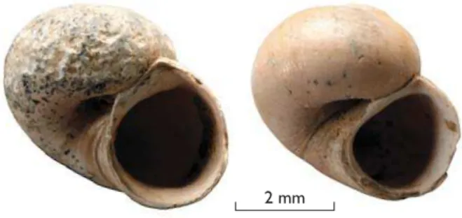Fig.  3.  Scanning  electron  microscope  images  of  ostracode  shells  from  Måløv.  A:    Scottia tumida (internal view)