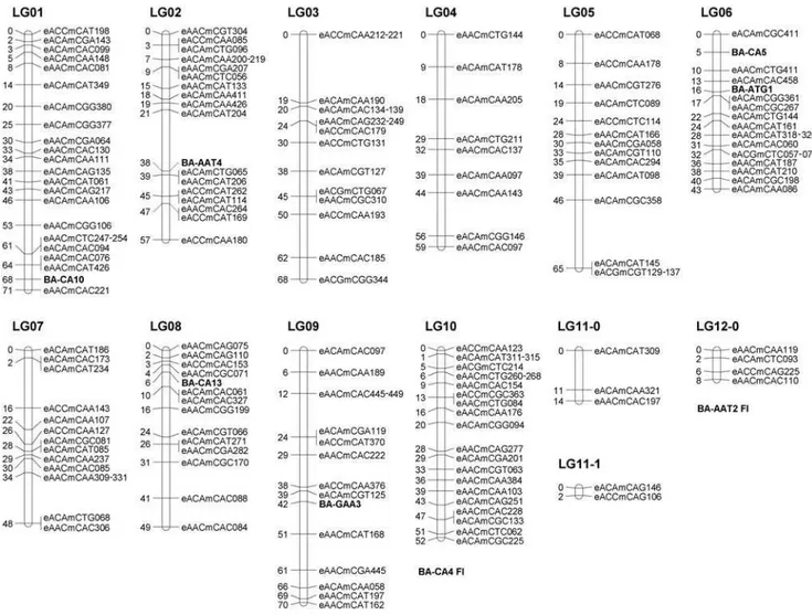 Figure 2. Linkage map of LG1-12. Vertical bars represent chromosomes and show the mapping distance in centimorgan (cM) on the left and the corresponding markers on the right