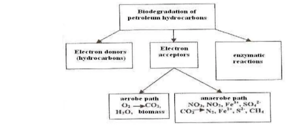 Fig. 1.Schematic representation of degradation processes  petroleum hydrocarbons 