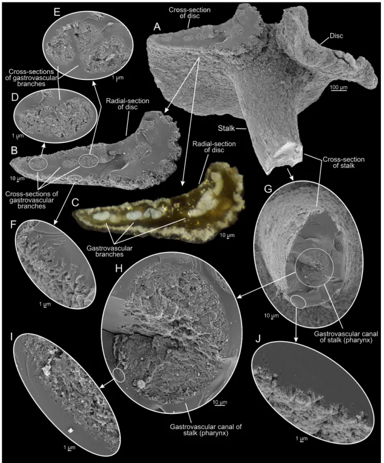 Figure 5. Dendrogramma enigmatica sp. nov., paratype, same specimen as in figure 4 after cutting away part of stalk and disc; A, lateral view