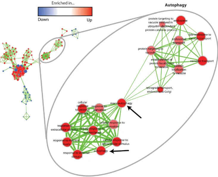 Figure 7. GO term enrichment map for the ‘‘autophagy’’ category in the up-regulated gene set