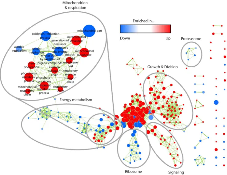 Figure 2 depicts the eight fuzzy clusters and their corresponding expression patterns, including all of the age-dependent profiles of the P