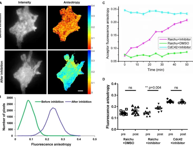 Table 4. Average steady-state acceptor fluorescence anisotropy before and after Cdc42 inhibition of HCC1954 cells transiently expressing different Raichu-Cdc42 biosensors.