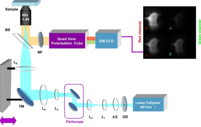 Figure 1. Schematic of the steady-state acceptor fluorescence anisotropy Total Internal Reflection Fluorescence Microscope