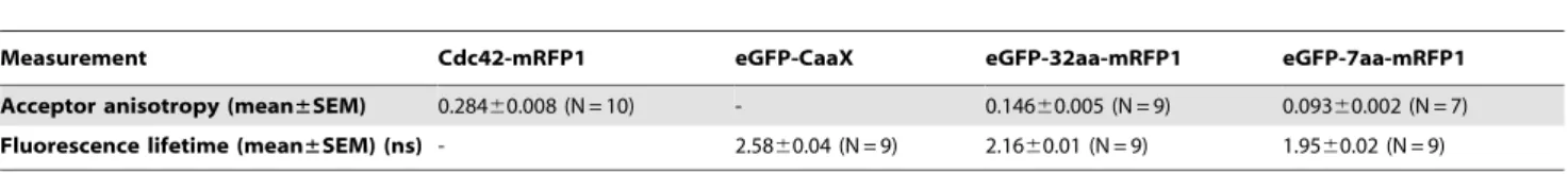 Table 2. Average steady-state fluorescence acceptor anisotropy and fluorescence lifetime of MCF7 cells transiently expressing different eGFP/mRFP1 FRET rulers.