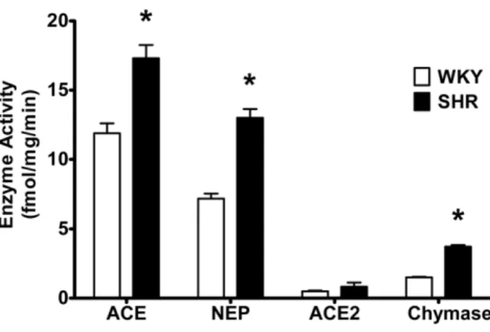 Figure 5. Characteristics of Ang-(1–12) expression in cultured myocytes. Representative examples of fluorescent photomicrographs of Ang- Ang-(1–12) immunoreactivity of the cultured myocytes (maintained for 48 hours in serum-deprived medium) from WKY (A and