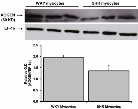 Figure 6. Angiotensinogen protein expression in WKY and SHR myocytes. Western blotting of angiotensinogen (AOGEN) protein expression in neonatal WKY and SHR myocytes (maintained for 48 hours in serum-deprived medium) by using an antibody directed against a