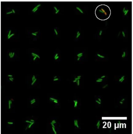 Fig 6. Fluorescence image reflecting the viability of P. putida KT2440 immobilized on arrays of PD islands on a PEGylated glass surface