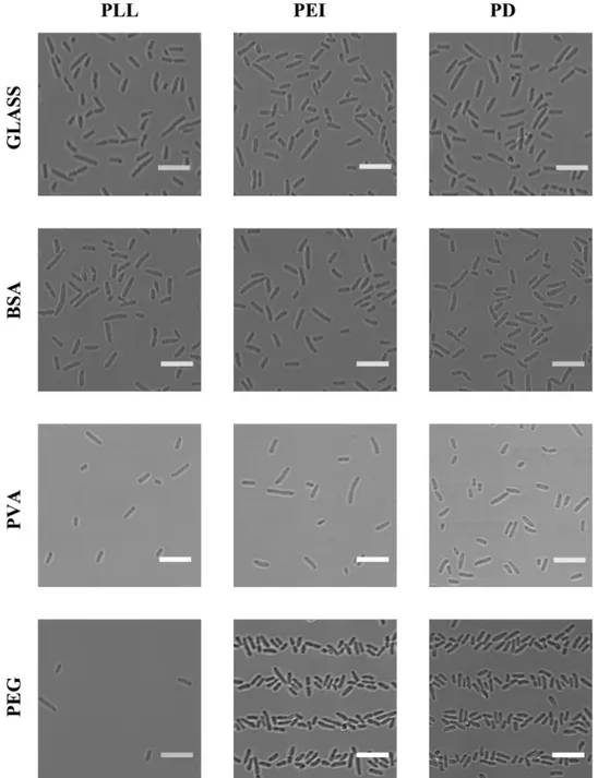 Fig 2. Images of glass surfaces and glass surfaces precoated with chemicals reducing bacterial adhesion, patterned with chemicals promoting bacterial adhesion, immersed in a solution containing bacteria and finally rinsed and covered with LB
