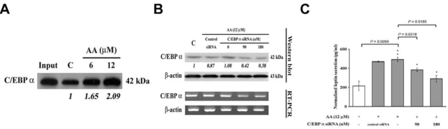 Figure 3. Involvement of C/EBP a in aristolochic acid-induced leptin expression. (A) Enhancement of C/EBP a DNA binding activity by AA.