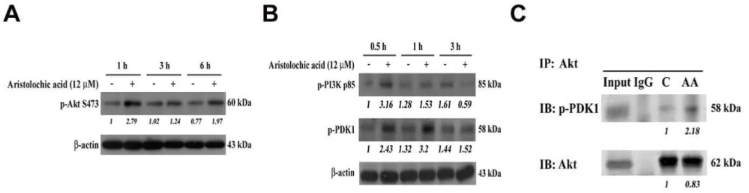 Figure 4. PI3K-Akt signaling pathway was activated upon AA treatment. (A) Examination of Akt activation