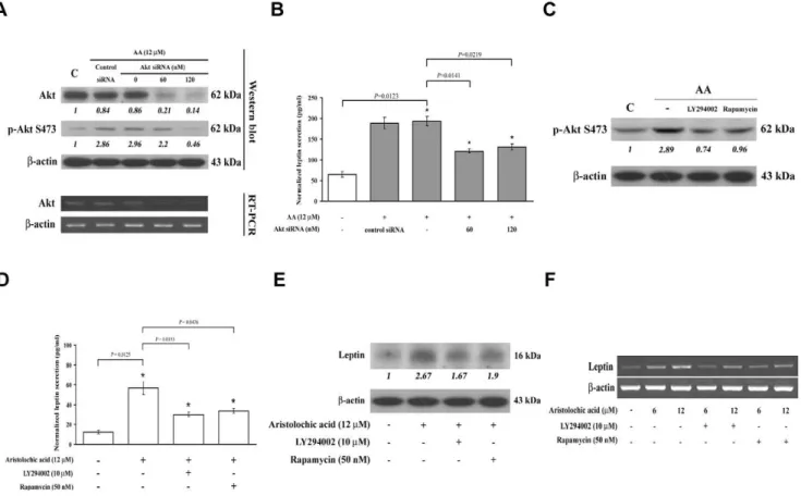 Figure 6. Involvement of PI3K-Akt signaling in the C/EBP a transactivation. Determination of C/EBP a DNA binding activity