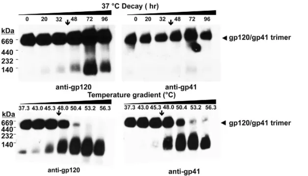 Figure 6. Time course dissociation of HIV-1 Env trimers in the presence of membrane altering reagents visualized using BN-PAGE.