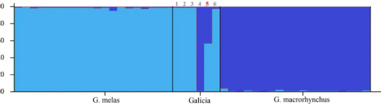 Figure 2). From the mitochondrial DNA its maternal species was G. melas. As in other studies [27], the two fully Bayesian methods (STRUCTURE and NewHybrids software) performed better than partially Bayesian assignment tests (GeneClass), which did not assig