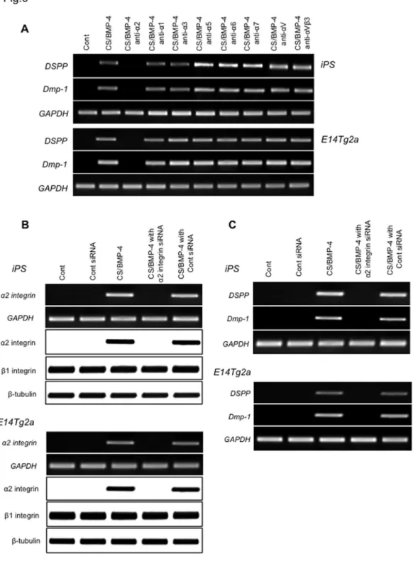 Figure 6.  Effect of anti-integrin antibodies and siRNA silencing on induction of odontoblastic markers