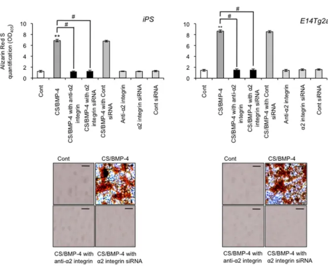 Figure 8.  Effect of anti-integrin α2 mAb and siRNA on mineralization capacity in odontoblast-like cells