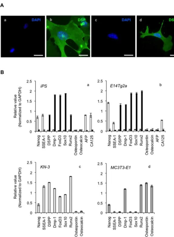 Figure 3.  Odontoblastic differentiation of iPS cells on CS/BMP-4.  (A) Immunofluorescence staining for the odontoblastic cell marker,  dentin  sialoprotein  (DSP)