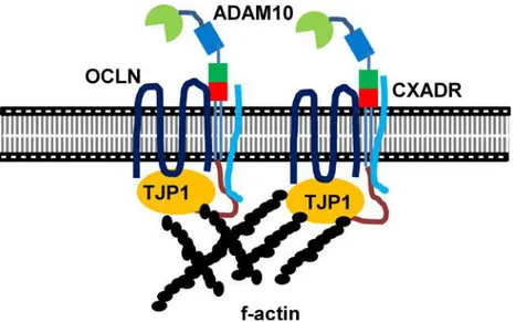 Fig 6. A model of ADAM10 during blastocyst formation. The SH3 domains of CXADR and TJP1 interact with SH2 binding motif of the cytoplasmic domain of ADAM10