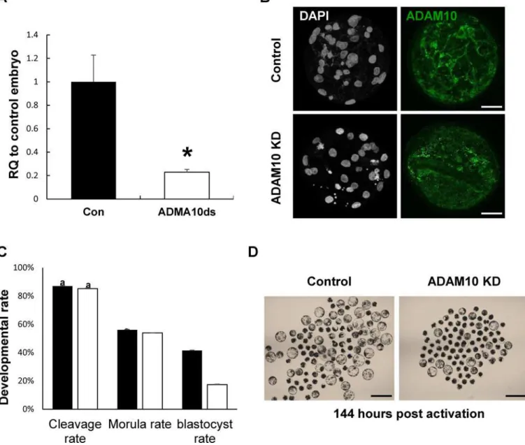 Fig 1. Expression patterns of ADAM10 during porcine embryo development. (A) Transcript levels of ADAM10 were upregulated from the morula stage and highest at the blastocyst stage; The quantitative RNA expression is presented as mean ± SEM; RQ: relative qua