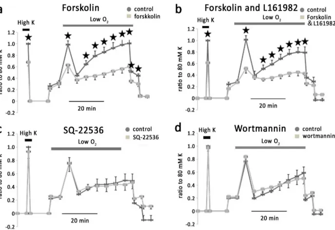 Figure 7. Hypoxic vasoconstriction in IPAs was independent on PIK3 but attenuated by cellular cAMP