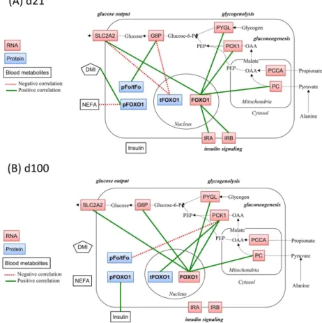 Fig 3. Correlations between FoxO1-related variables and other investigated variables in the hepatic metabolic pathways related to gluconeogenesis