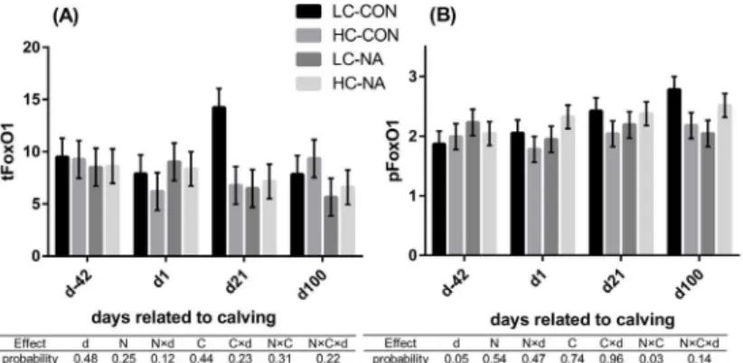 Fig 2. FoxO1 total protein expression (tFoxO1) (A) and the extent of phosphorylation of FoxO1 at serine 256 (pFoxO1) (B) in liver of cows