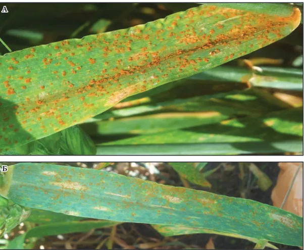 Fig. 1. he lesion of the leaf blotch and the wheat leaf rust on wheat leaves of cv. ‘Poliska 90’ (а) and cv