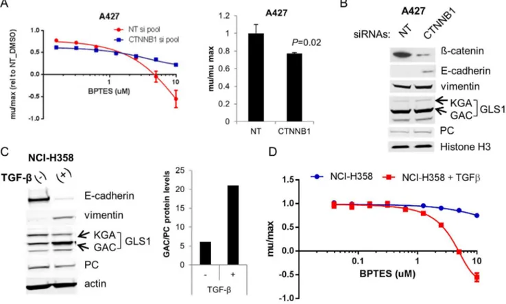 Fig. 3. EMT drives GLS1 dependence in two independent NSCLC models. (A) A427 cells were transfected with non-targeting (NT) or b-catenin targeting siRNAs and treated with the indicated concentrations of BPTES (left panel)