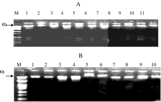 Figura 1. Gel de agarosa al 1% con Br-Et que muestra DNA de basidiocarpos (A)  y micelio vegetativo   (B) de las especies estudiadas