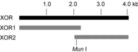 Figure 1. Cloning of porcine XOR cDNA.