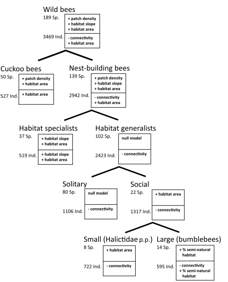 Figure 2. Overview of tested bee-traits. Number of species (Sp.) and of individuals (Ind.) are given for each group and factors that significantly affect them (+ and 2 indicate the relation of the effects).