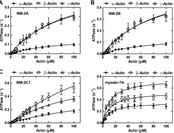 Figure 5. Cytoplasmic actins enhance nonmuscle myosin-2 and myosin-7A efficiency. Steady-state ATPase activities of (A) NM-2A, (B) NM- NM-2B, (C) NM-2C1 and (D) myosin-7A measured as a function of actin concentration (a-, b-, and c-F-actin)
