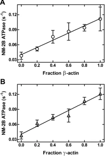 Table 3. FRET efficiencies of copolymerized actin isoforms.