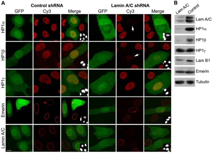 Table 1. Expression of HP1 and ZNF genes in lamin A/C knock-down clones. Gene Cl 26 Cl 27 HP1a 1.8860.39 1.9260.22 HP1b 1.1960.48 1.3360.22 HP1c 1.3860.38 1.5860.46 ZNF44 2.8960.65** 2.5860.54* ZNF77 2.0260.28** 2.4060.58* ZNF85 2.0460.24* 2.1760.67* ZNF22
