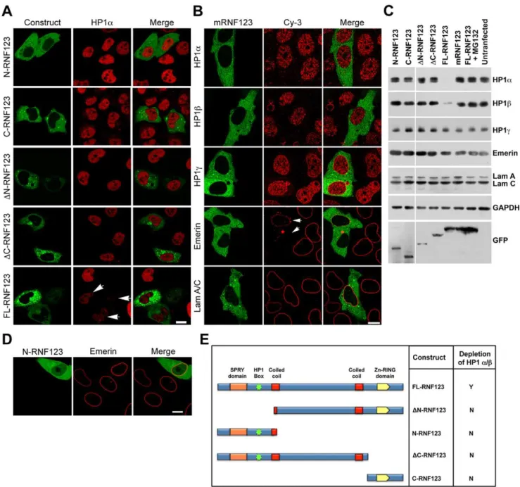 Figure 3. Identification of HP1 binding motif at N-terminus of RNF123. (A) HeLa cells transfected with GFP-tagged deletion constructs were immunostained with antibody to HP1a