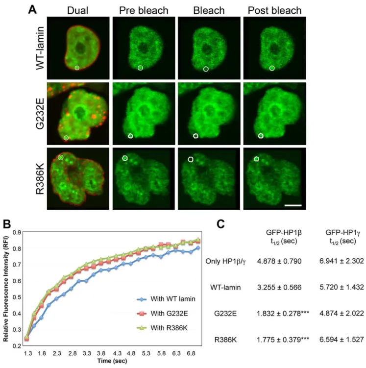 Figure 5. FRAP analysis of GFP-HP1b and GFP-HP1c. (A) Fluorescence images of typical dual-labeled nucleus (RFP-lamin A and GFP-HP1b) and FRAP processes of GFP-HP1b for the indicated conditions