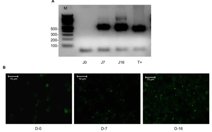 Figure 1. Mouse infection by nymph ticks. Detection of Bartonella in 6-day old liquid medium cultures inoculated with blood of a mouse fed upon by B