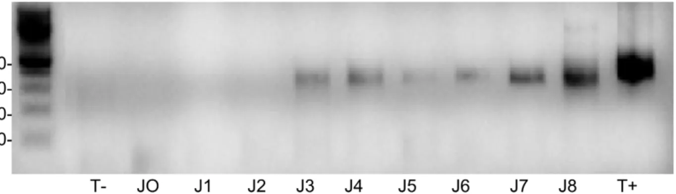 Figure 2. Blood contamination by female ticks. Detection of Bartonella DNA by semi-nested PCR in the blood from a feeder after placement of B