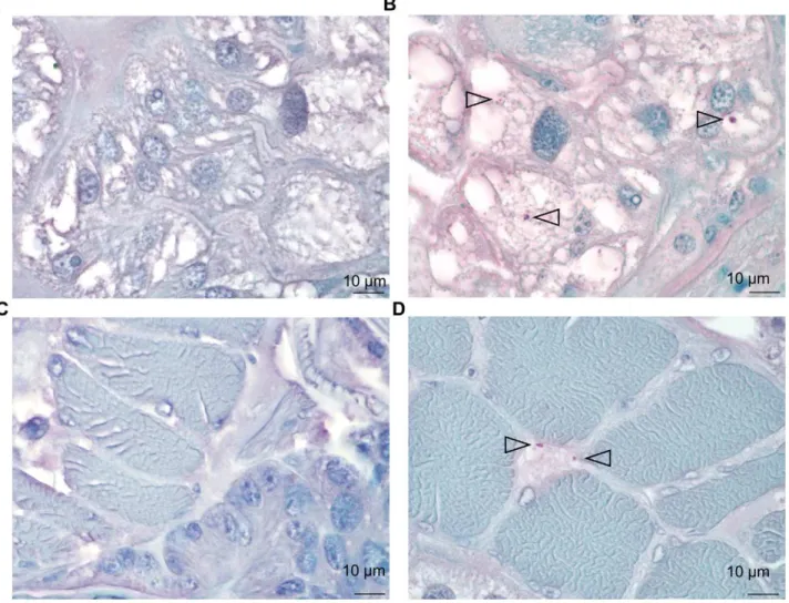 Figure 3. Ticks infection on mouse. Detection of B. birtlesii in adult I. ricinus salivary glands (A, B) and muscle tissues (C, D) sections colored with hemalun-eosin, by histochemical staining: A &amp; C – uninfected ticks; B &amp; D – infected ticks