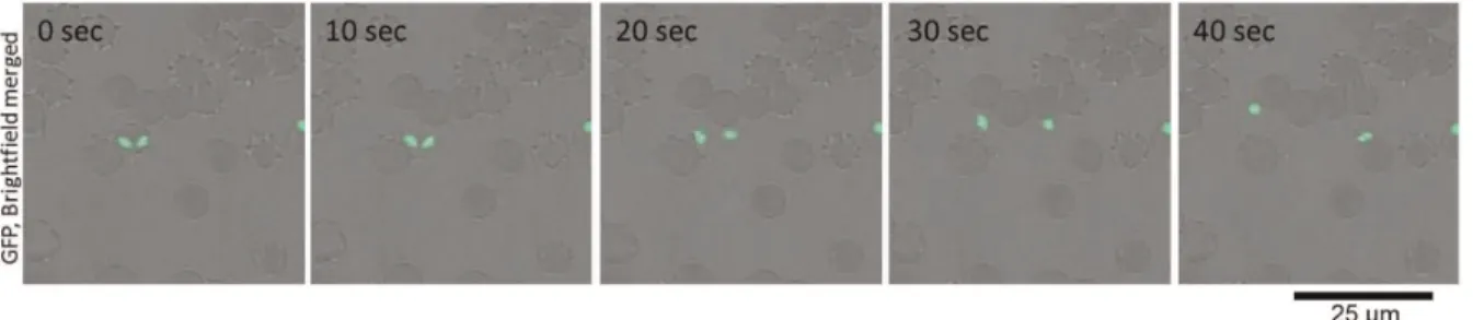 Figure 1. Time-lapse video microscopy of a B. bovis merozoite engaged in gliding. In vitro cultured IRBCs were placed on a glass slide and their motility documented with confocal laser microscopy