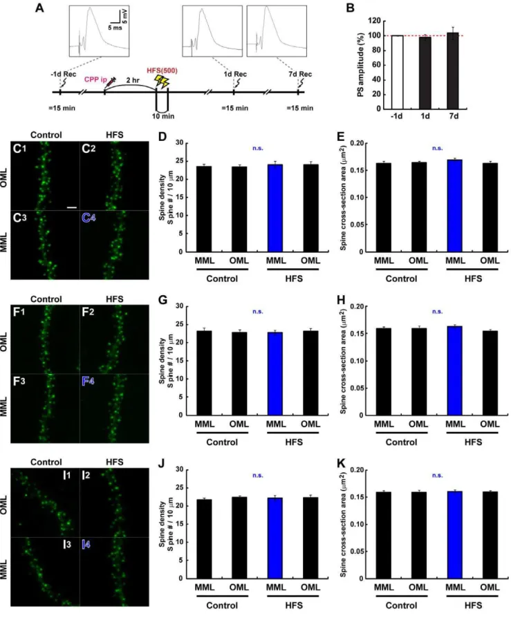 Figure 5. NMDAR activity during HFS is required for LTP-mediated changes in the spinogenesis of new neurons