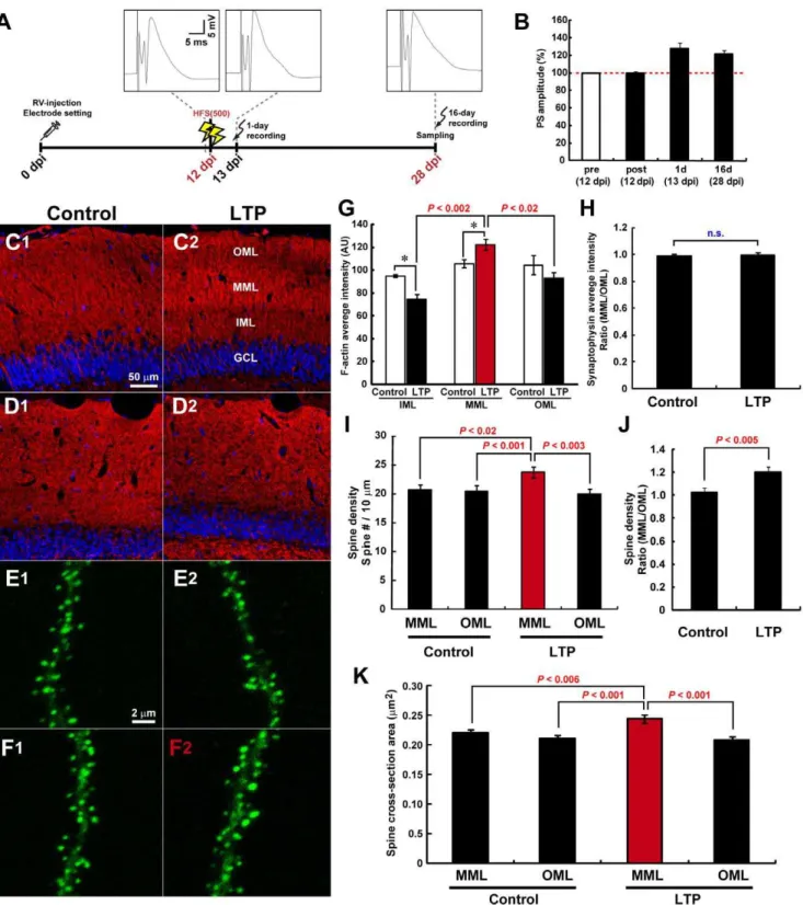 Figure 2. MML-LTP induction at 12 dpi enhances the later spinogenesis of new neurons specifically in MML