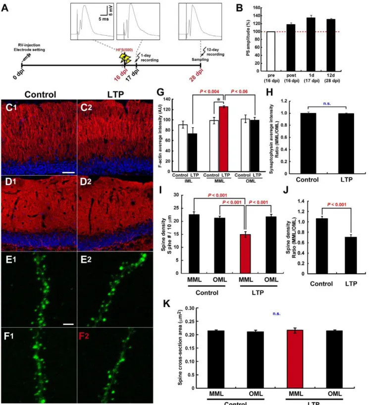 Figure 3. MML-LTP induction at 16 dpi inhibits the later spinogenesis of new neurons specifically in MML