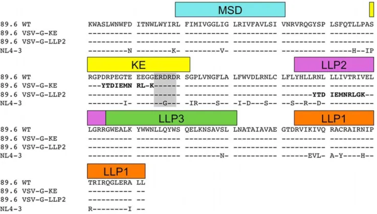 Figure 2. Sequence alignment of variant Env CTT. Sequence alignment of the membrane-spanning domain (MSD) and CTT of the Env proteins used in this study